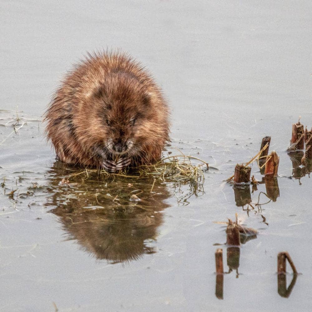 Muskrat (pexels.com/Dick Hoskins)