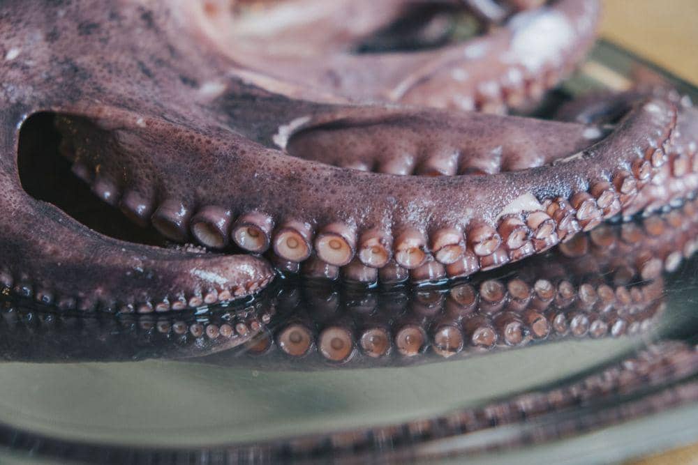 ilustrasi gurita (unsplash.com/@moritz_photography)