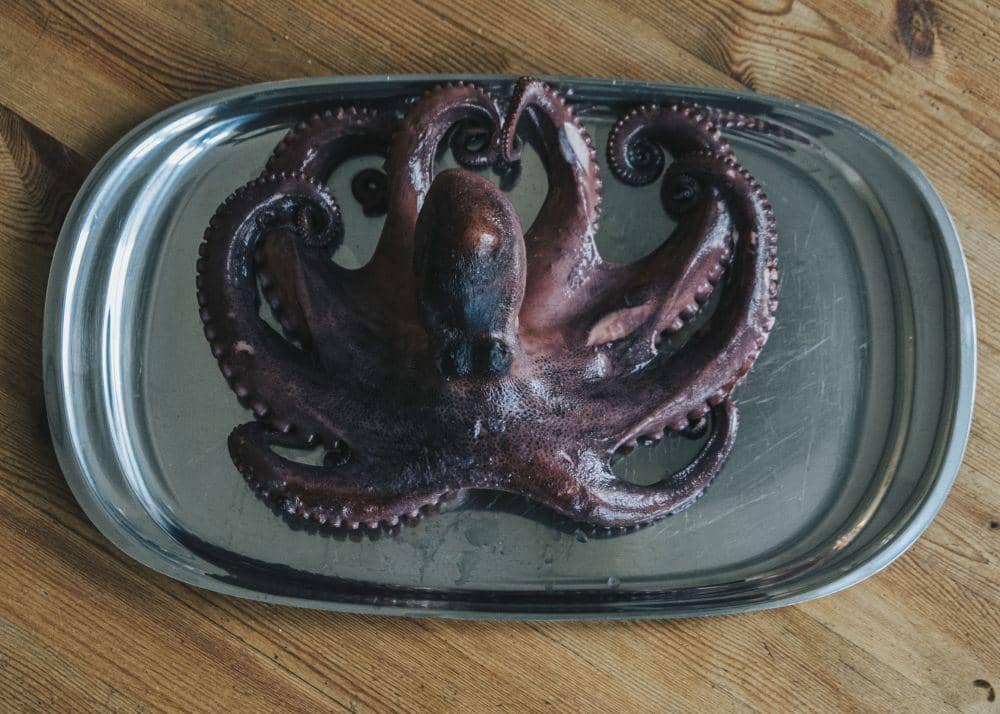 ilustrasi gurita (unsplash.com/@moritz_photography)