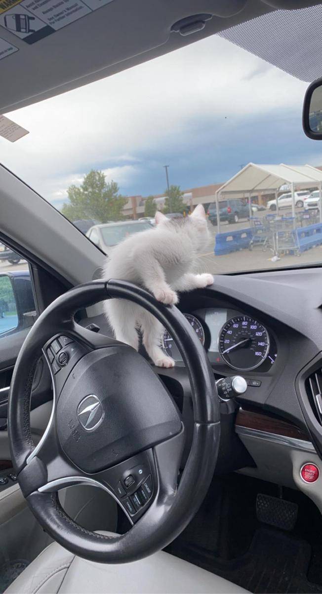 potret kucing kerja jadi sopir (reddit.com/user/cuntagi0us)