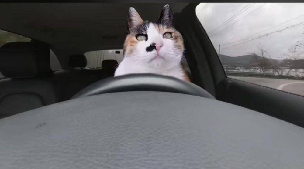 potret kucing kerja jadi sopir (reddit.com/user/rainbowbunny_1004)