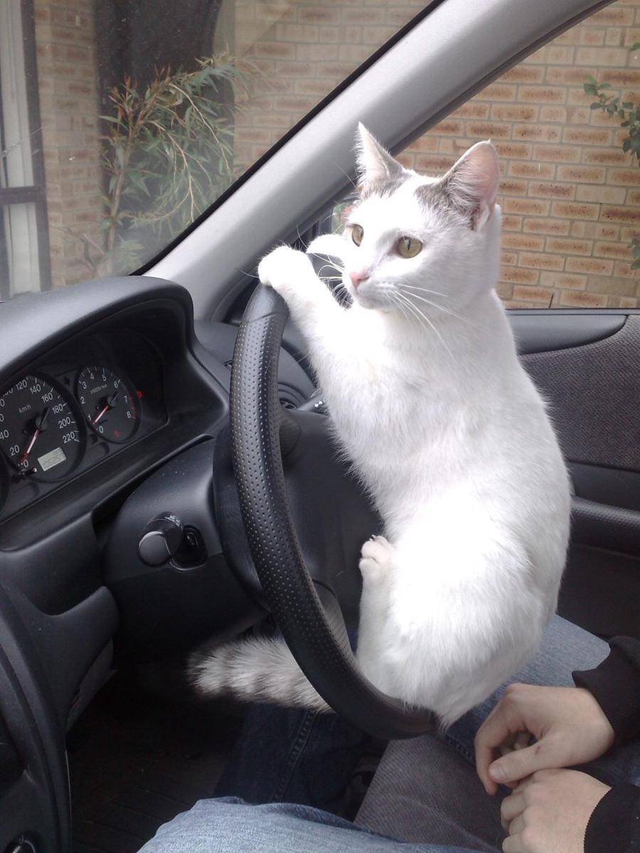 potret kucing kerja jadi sopir (reddit.com/user/Dazzling-Crow-4906)