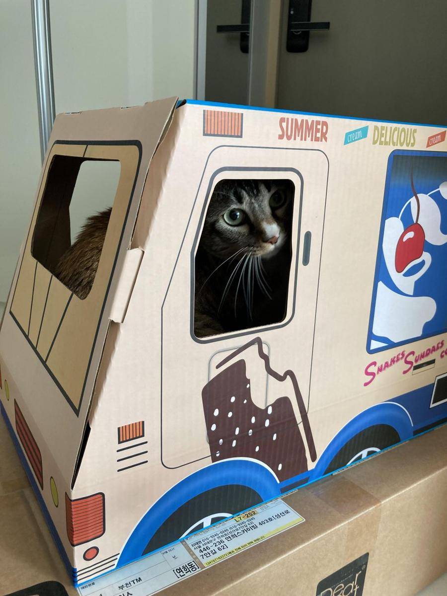 potret kucing kerja jadi sopir (reddit.com/user/kkomcd)