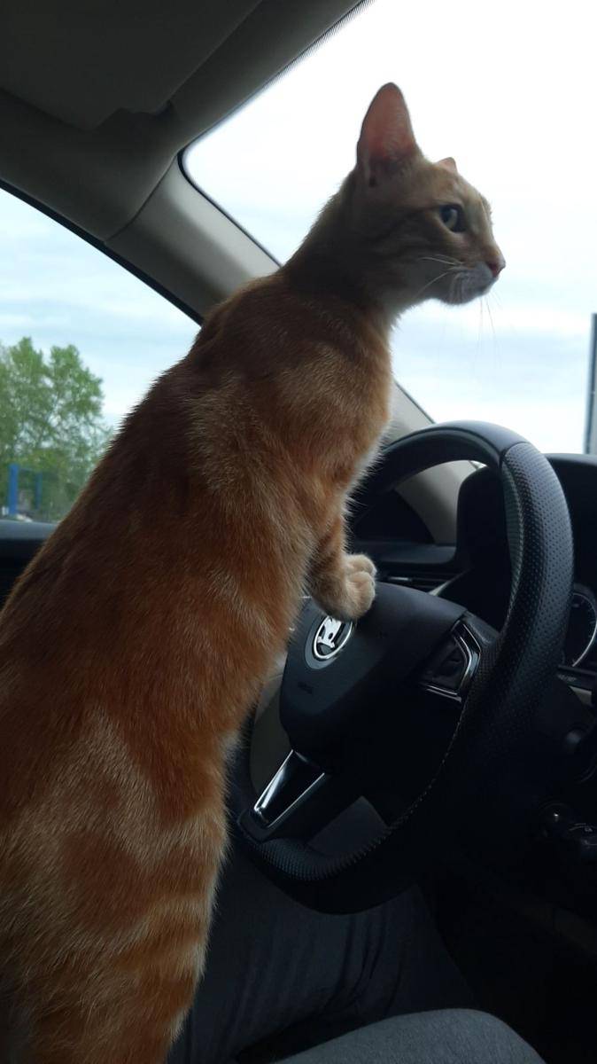 potret kucing kerja jadi sopir (reddit.com/user/YourNeighbourIsUrDad)