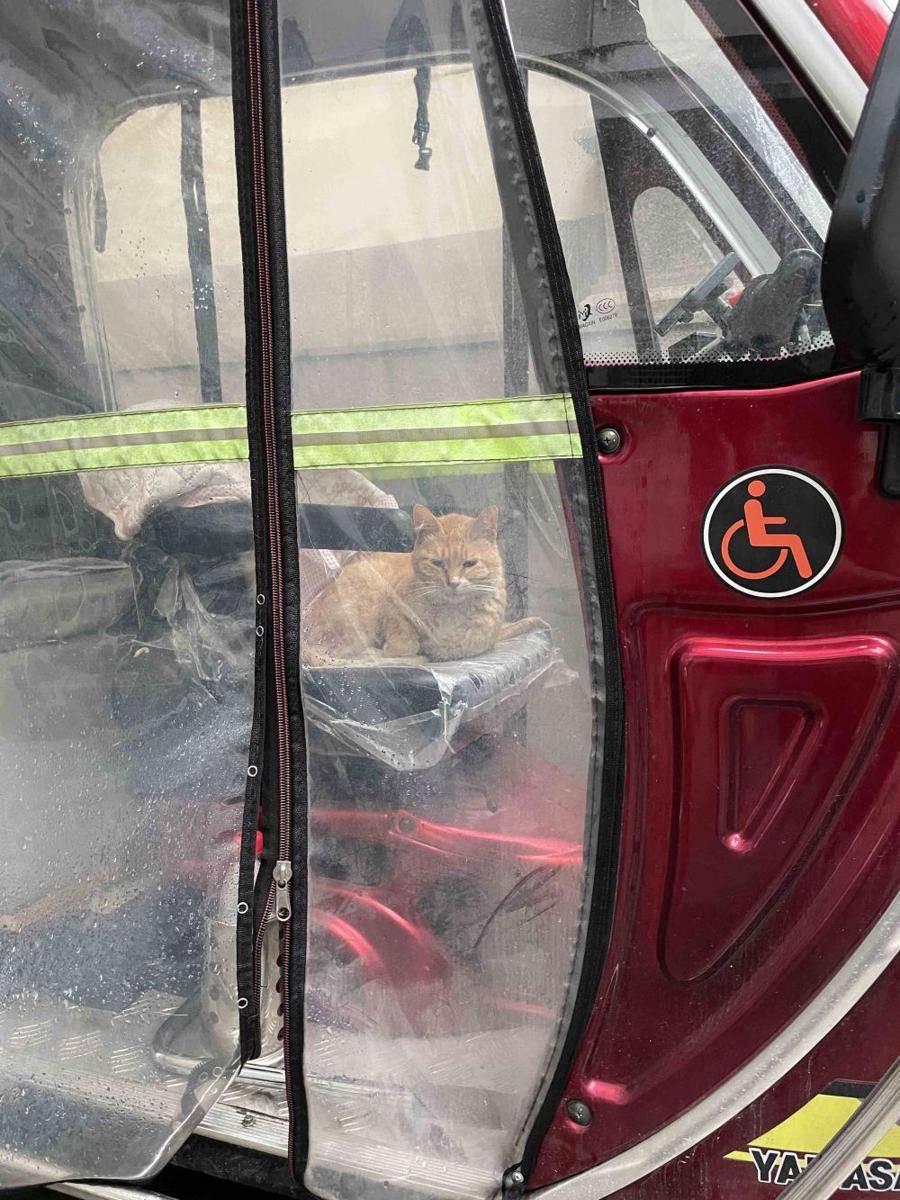 potret kucing kerja jadi sopir (reddit.com/user/blackmirroronthewall)
