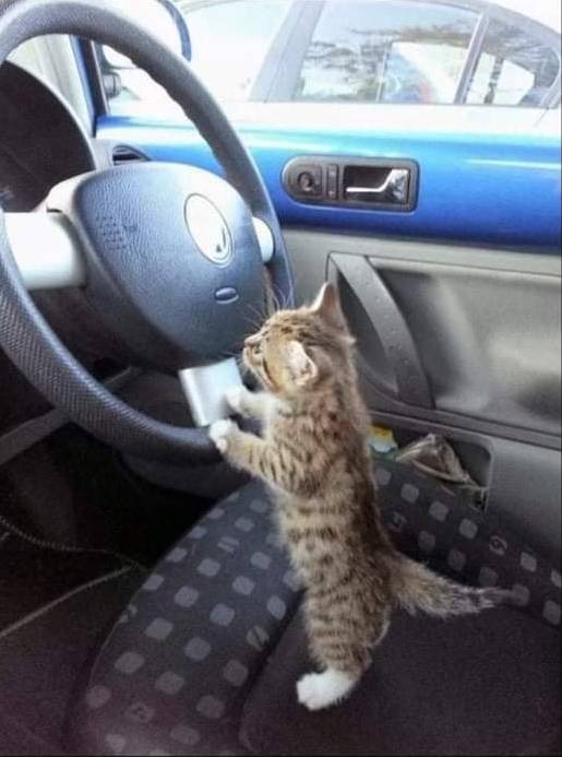 potret kucing kerja jadi sopir (reddit.com/user/emperorarg)