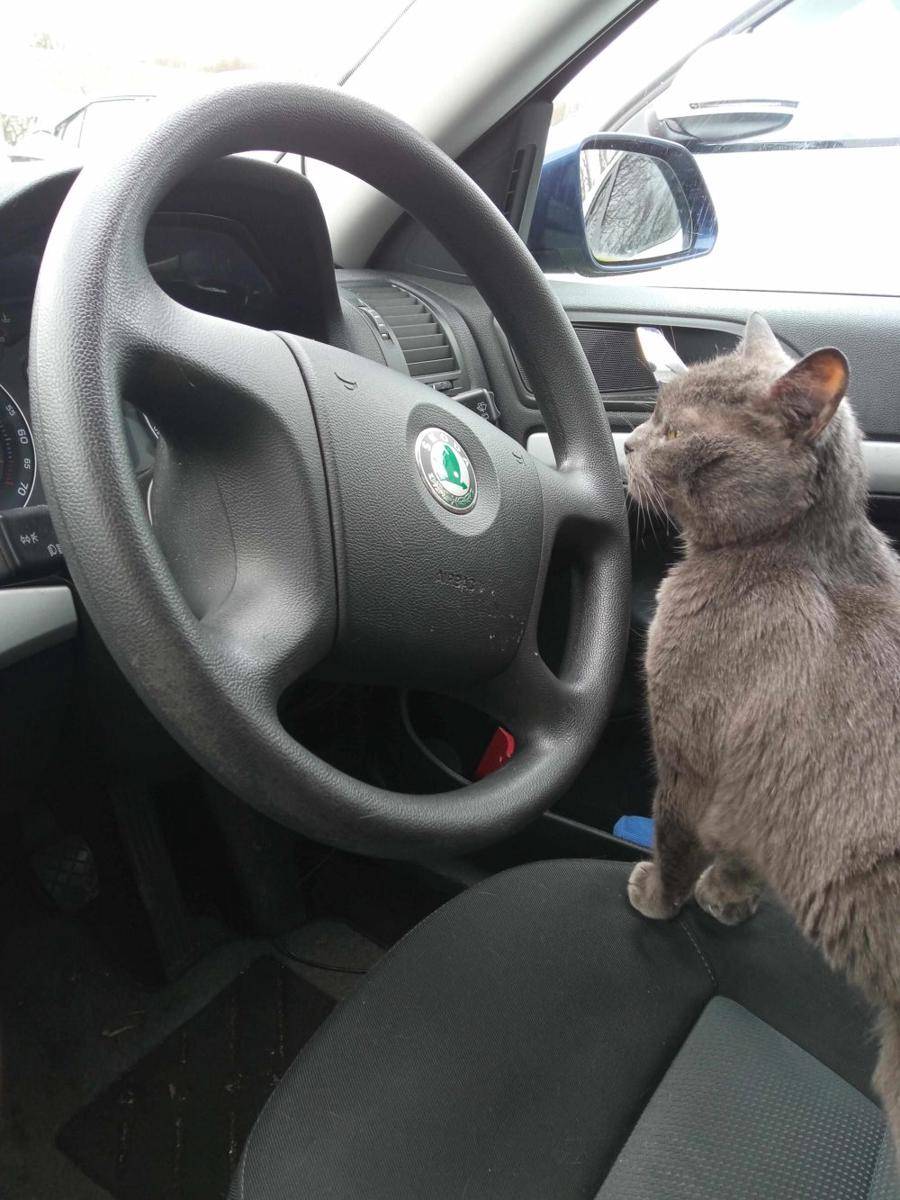 potret kucing kerja jadi sopir (reddit.com/user/neBular_cipHer)