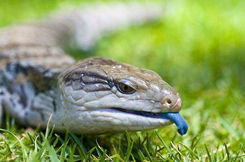 Beda dari yang lain, 8 Binatang Unik Berlidah Biru