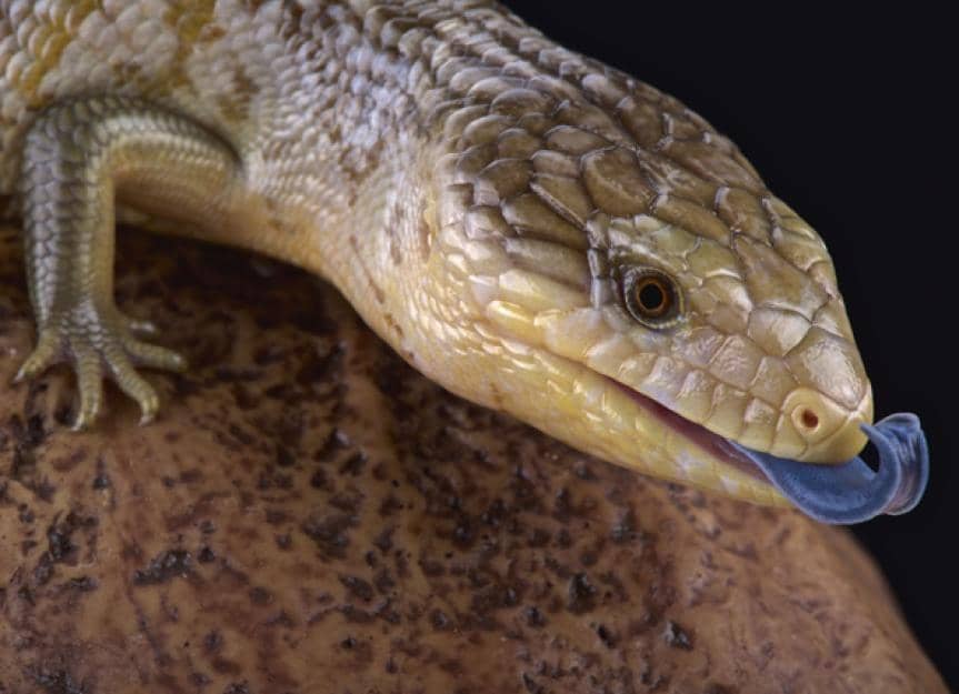 kadal berlidah biru (petmd.com)