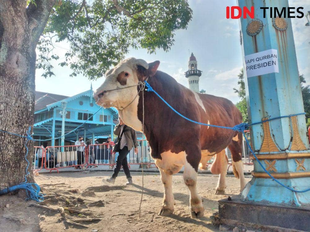 Presiden Jokowi dan Presiden Soeharto Kirim Sapi Kurban ke Masjid Solo