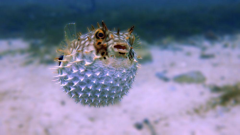 5 Fakta Unik dari Ikan Buntal, Bisa Menyebabkan Keracunan!