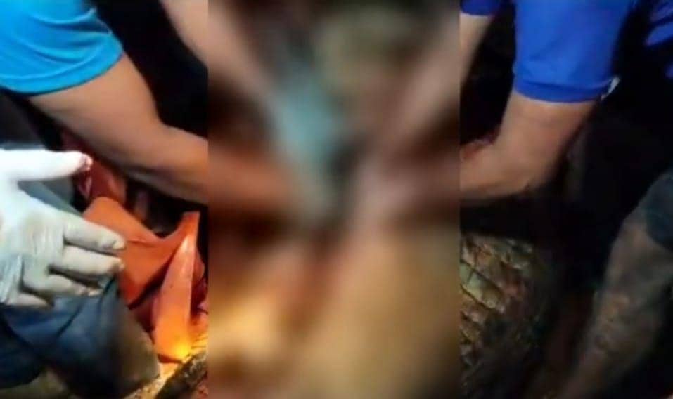 Seorang Pencari Siput di Kutai Timur Tewas Dimangsa Buaya