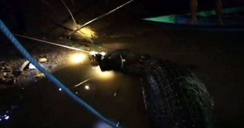 Buaya yang memangsa korban (foto: istimewa)