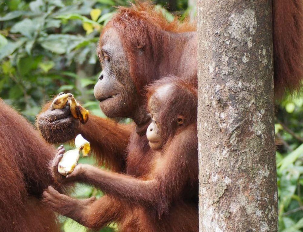 Taman Nasional Tanjung Puting: Info Lokasi, Rute, dan Tipsnya