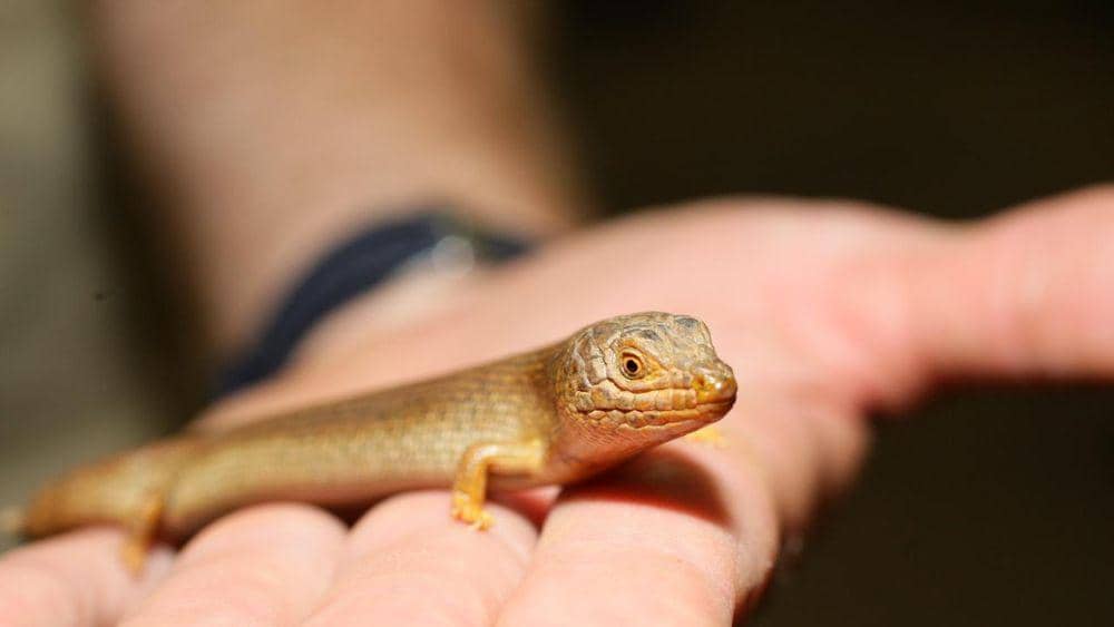 kadal lidah biru pygmy (adelaidenow.com.au)