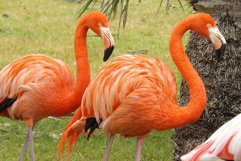 sepasang flamingo amerika (commons.wikimedia.org/SuperJew)