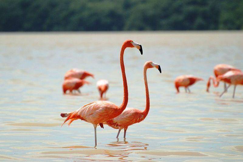 flamingo amerika dan leher panjangnya (commons.wikimedia.org/Elelicht)