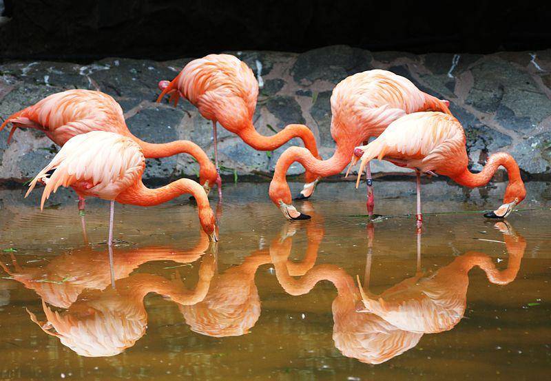 kumpulan flamingo amerika mencari makan (commons.wikimedia.org/Bjoertvedt)
