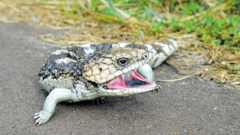 Kadal lidah biru ekor bob (thewest.com.au)