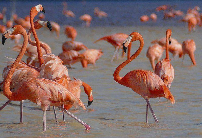 kumpulan flamingo amerika di Yucatan, Meksiko (commons.wikimedia.org/Bernard DUPONT)