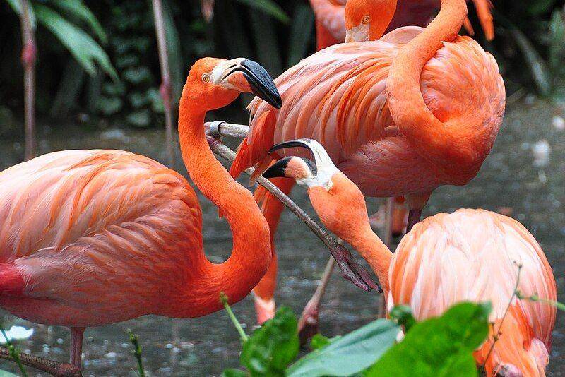 flamingo amerika di Taman Burung Jurong, Singapura (commons.wikimedia.org/Michael Gwyther-Jones)