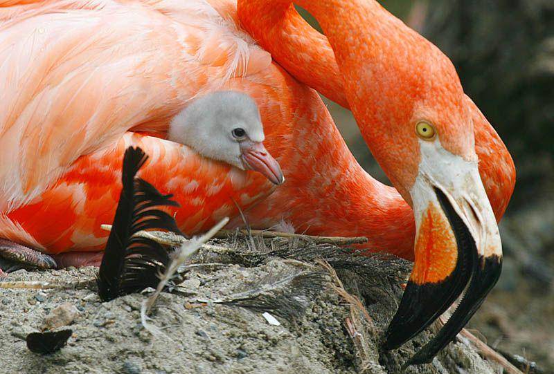 tampak dekat flamingo amerika dan anaknya (commons.wikimedia.org/John Harrison)