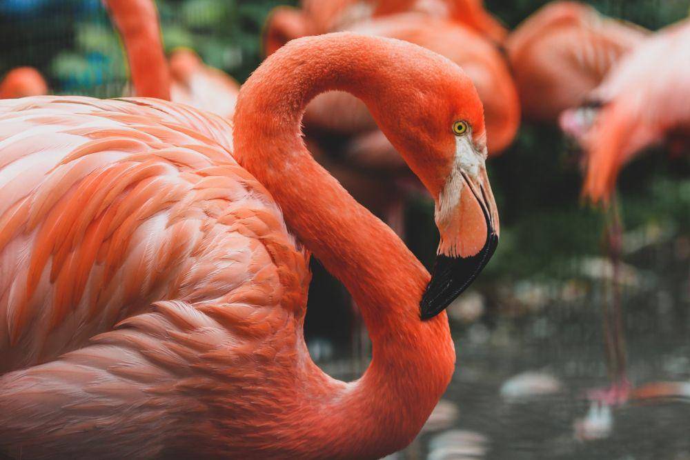 tampak dekat flamingo amerika (unsplash.com/gislane)