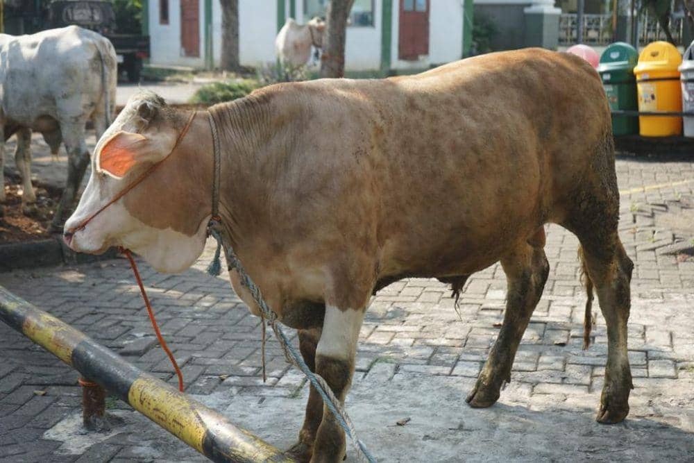 Meriahkan Idul Adha, Pelindo Sumbang 6 Sapi Kurban Bagi Warga Pelabuhan Tanjung Emas