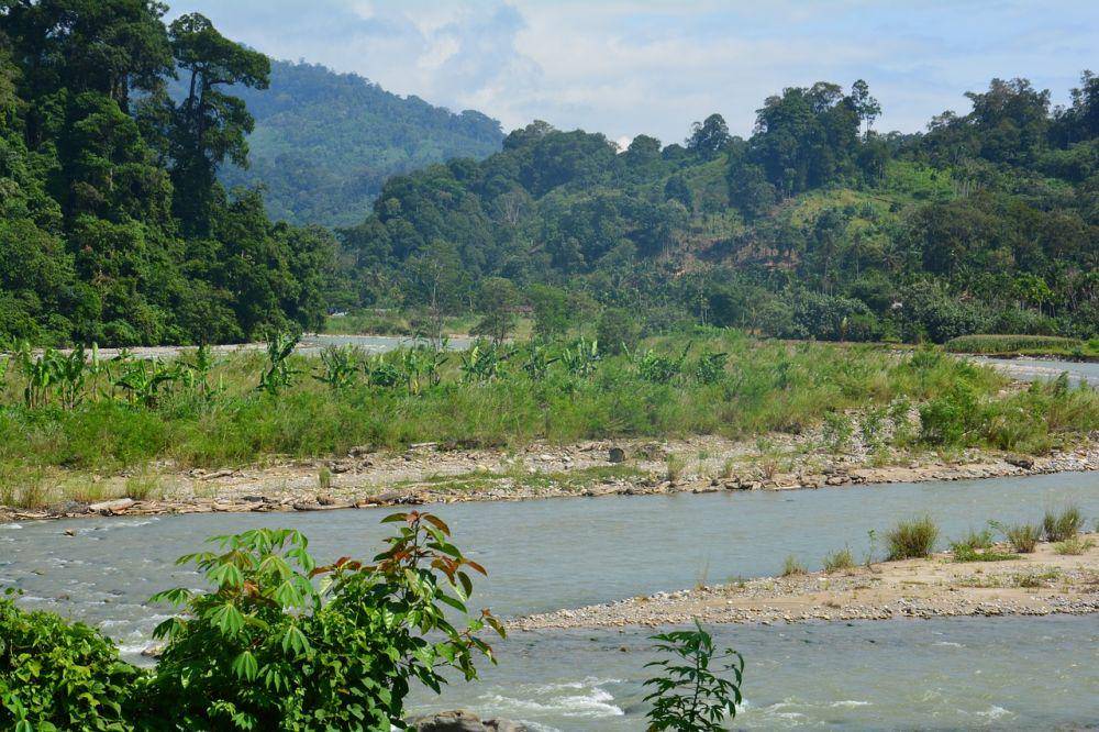 Hutan Hujan Tropis Sumatera (pixabay.com/Jonathan-Smit)