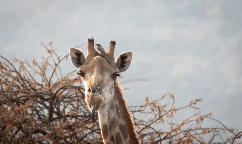 jerapah (pexels.com/Magda Ehlers)