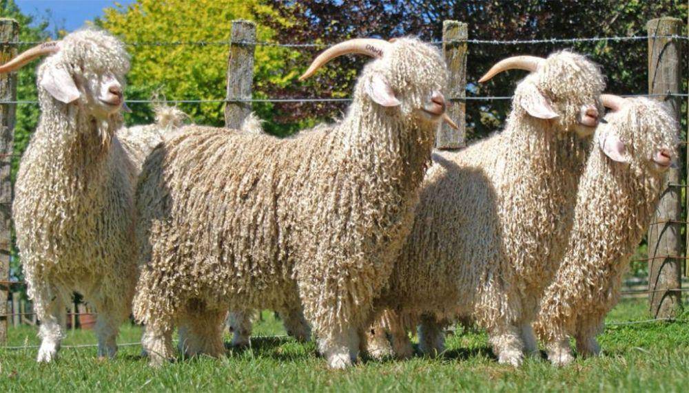 Ilustrasi kambing Angora (dok. agraryo.com)
