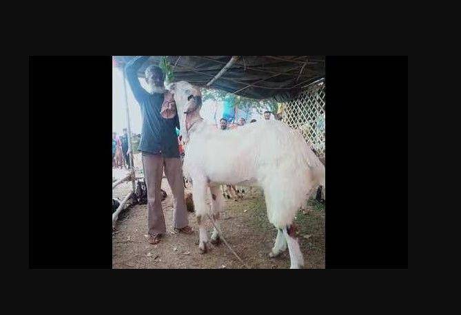 Kambing jenis Beetal yang dijual di Pasar Joggers, Lucknow India (dok. Hindustan Times)