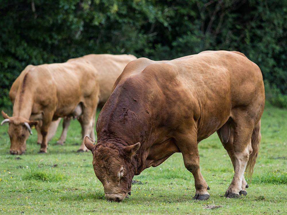 Mengenal Sapi Limousin, Sering Dijadikan Hewan Kurban