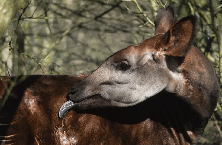 okapi (treehugger.com)