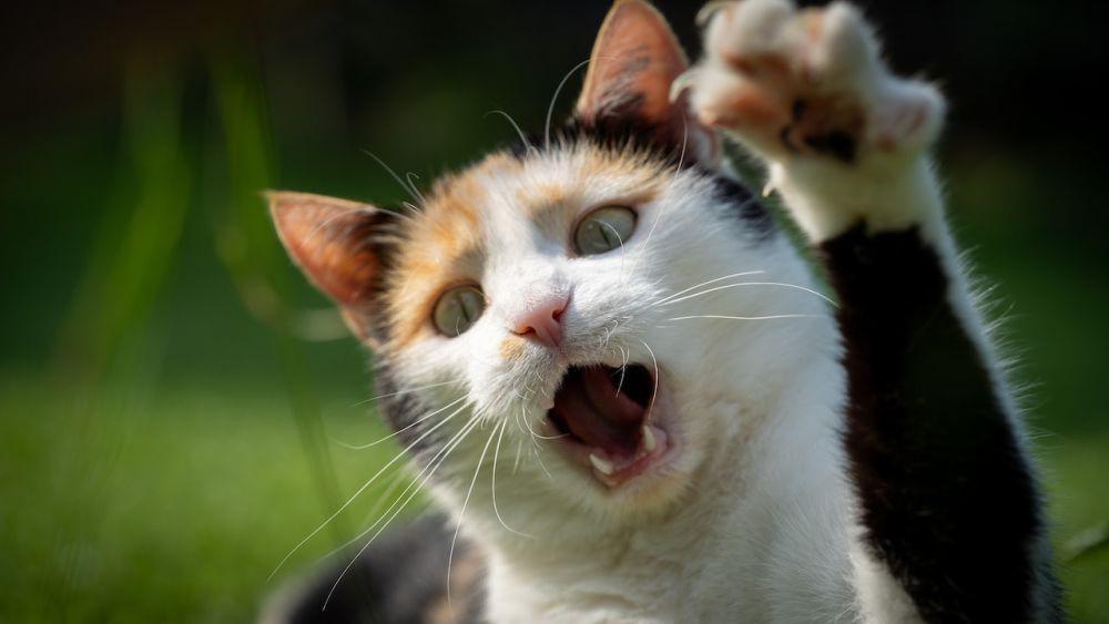 5 Arti Mimpi Digigit Kucing, Dikhianati Orang Terdekat?