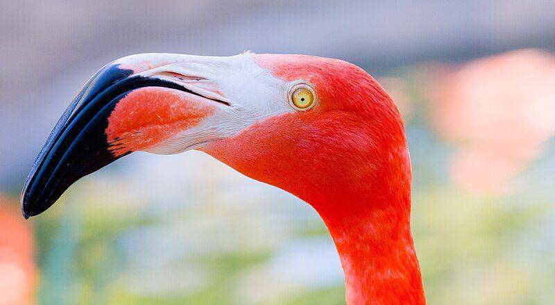 tampak dekat paruh flamingo amerika (commons.wikimedia.org/Antoine Taveneaux)