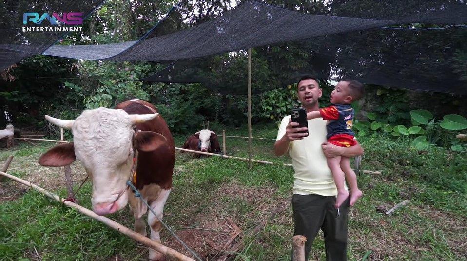 7 Potret Rayyanza Tinjau Sapi Kurbannya, Berat Sampe 1,1 Ton!