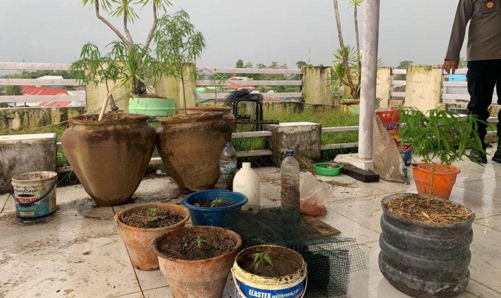 Polisi Temukan Belasan Tanaman Ganja di Vila Mewah Gowa