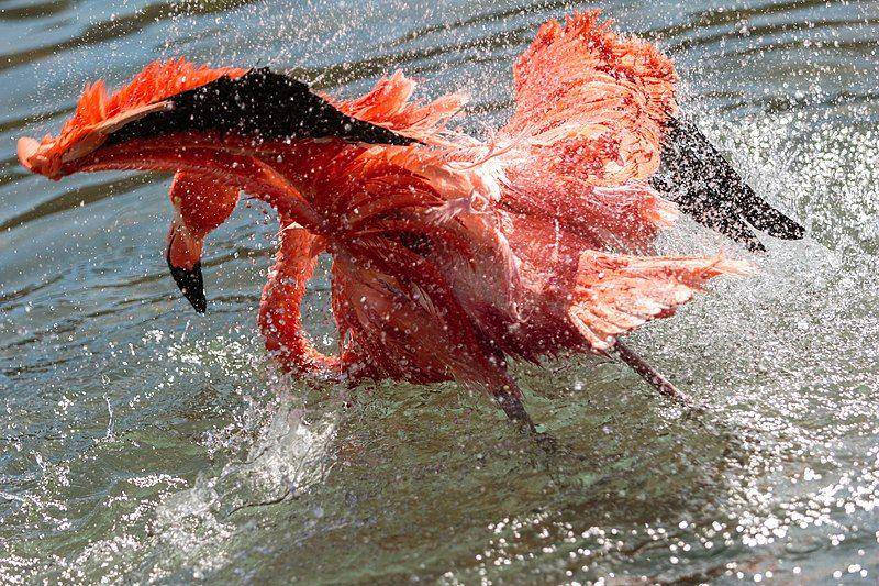 flamingo amerika membersihkan diri (commons.wikimedia.org/Sung Jun Liff)