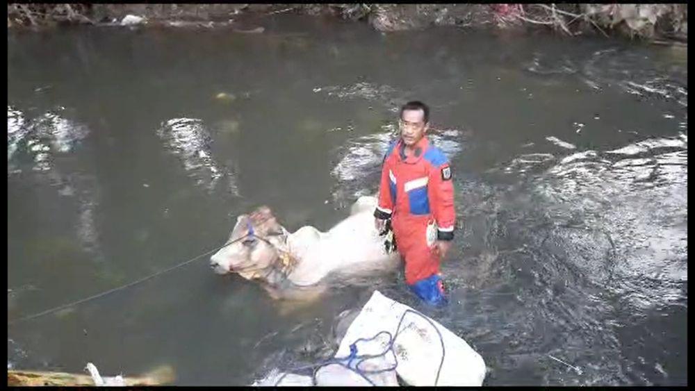 Sapi Kurban Ngamuk Hingga Tercebur di Sungai Cipinang