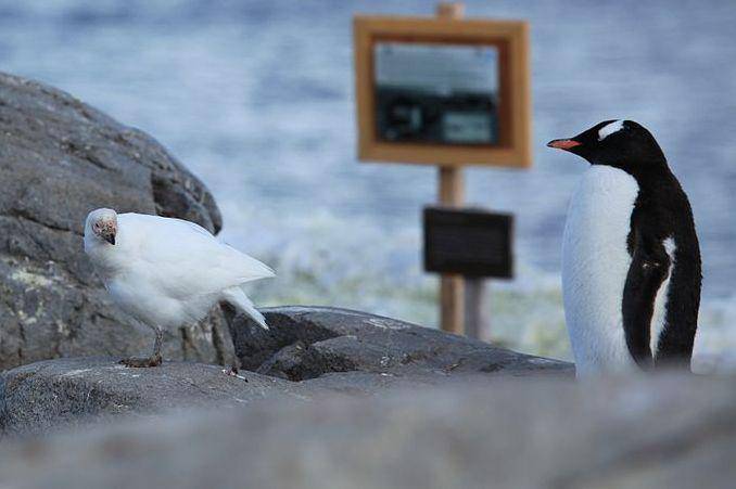 Penguin gentoo mengawasi sheathbill. (commons.wikimedia.org/Liam Quinn)