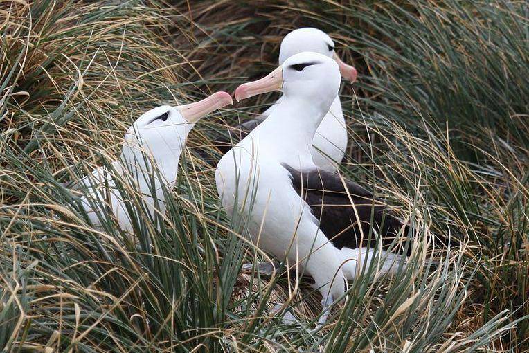 sepasang albatros alis-hitam (commons.wikimedia.org/Liam Quinn)