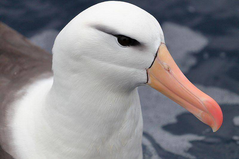 tampak dekat albatros alis-hitam (commons.wikimedia.org/Ed Dunens)