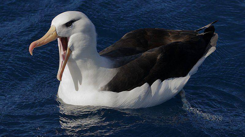 Burung albatros alis-hitam mengapung di laut. (commons.wikimedia.org/Ed Dunens)