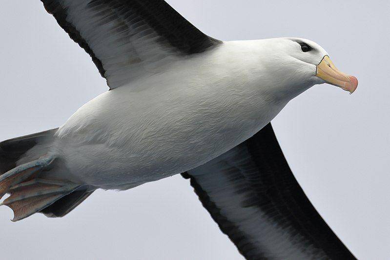 burung albatros alis-hitam melayang di udara (commons.wikimedia.org/Ed Dunens)