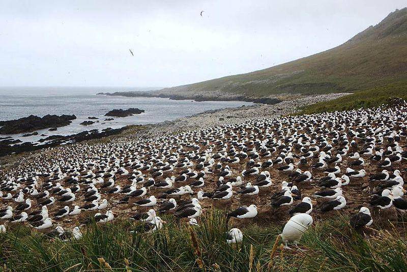 koloni albatros alis-hitam di Kepulauan Falkland (commons.wikimedia.org/David Stanley)