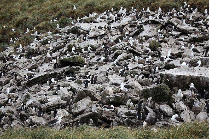 koloni albatros alis-hitam dan penguin di Kepulauan Falkland (commons.wikimedia.org/Liam Quinn)