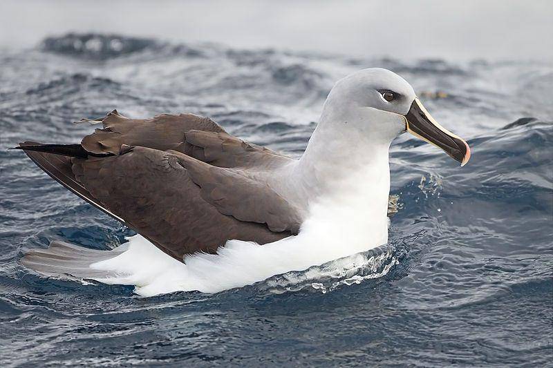 burung gray-headed albatross dengan kepala abu-abu dan paruh hitam (commons.wikimedia.org/JJ Harrison)