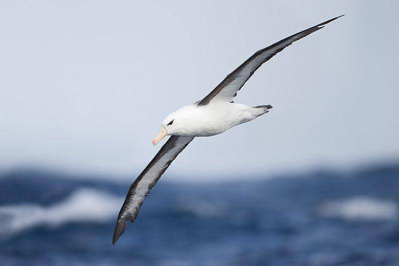 albatros alis-hitam di udara (commons.wikimedia.org/JJ Harrison)