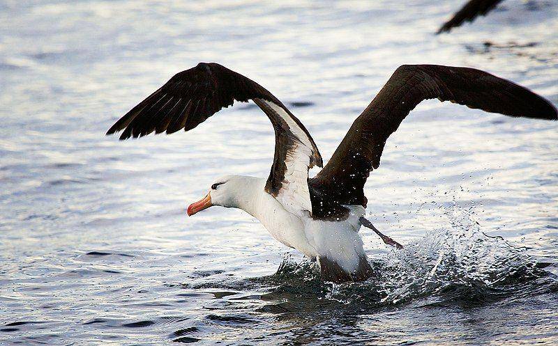 albatros alis-hitam bersiap terbang (commons.wikimedia.org/David)